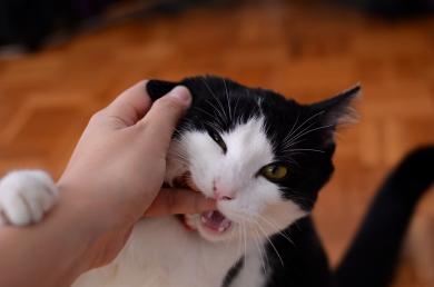 Prečo mačka hryzie?