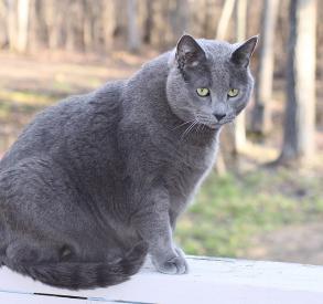 Ako bojovať s mačacie nadváhou?