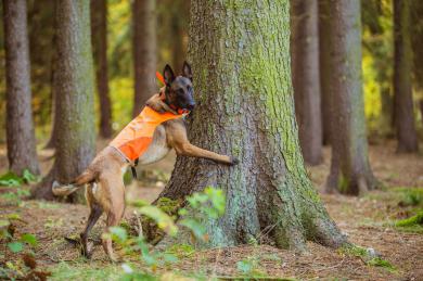Belgický ovčiak: najlepší priateľ i hľadač podkôrnika