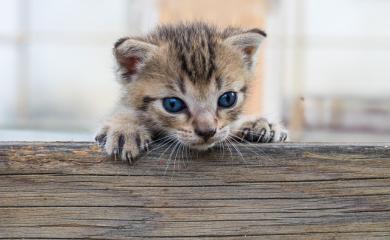 Čo mačiatko dedí po otcovi?