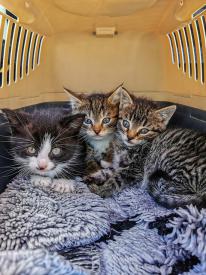 Prvá návšteva veterinára