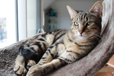 7 tipov pre „cat friendly“ domácnosť
