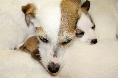 Šteňa, alebo dospelý pes?