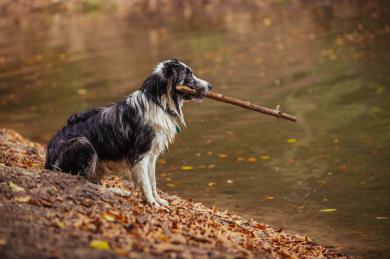 10 tipov, ako si užiť leto so psom