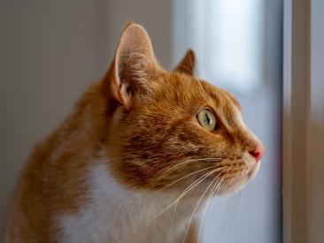 Ako naučiť mačku používať mačacie dvierka?