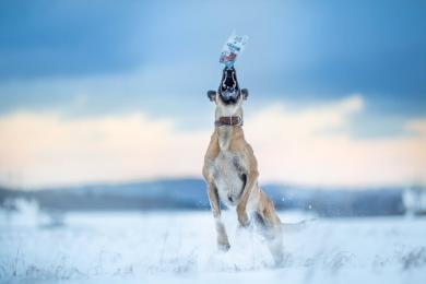 Zima so psím parťákom - ako zabezpečiť, aby prechádzky neboli trápenia, ale radosť?
