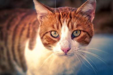 Pomalé žmurkanie je pre mačky ako úsmev