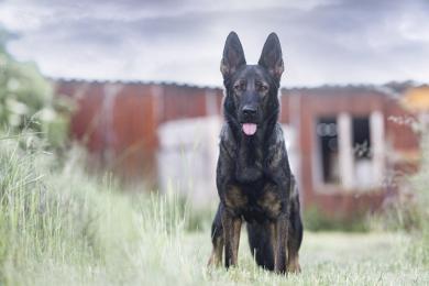 Psy zrkadlia stres majiteľa, najmä ovčiarske plemená