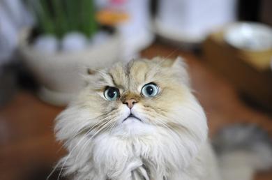 Agresivita pri česaní