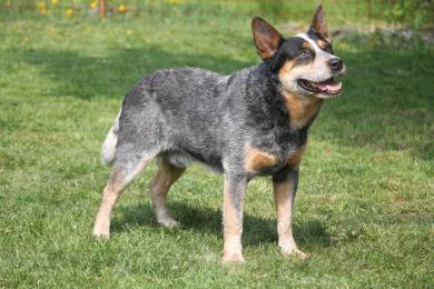 Austrálsky pastiersky pes - čokoľvek si vymyslíte, bude robiť s vami a hlavne pre vás