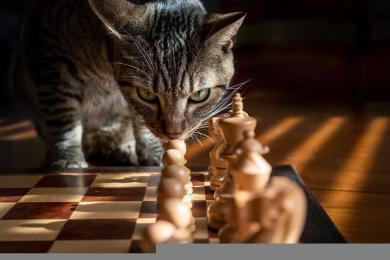 Otestujte mačaciu inteligenciu