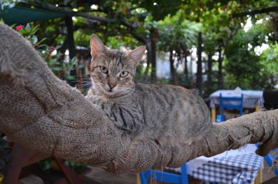 Čo s mačkou cez prázdniny?