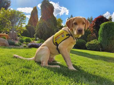 Pohodové leto pre vás aj vášho psieho kamaráta