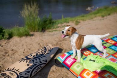 Akými problémami môžu maznáčikovia v lete trpieť?