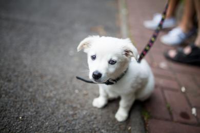 Ako na výchovu šteňaťa, aby vám neprerástlo cez hlavu?