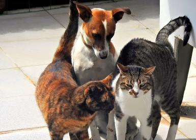 Keď sa zviera cíti pod psa, môže ísť o alergiu