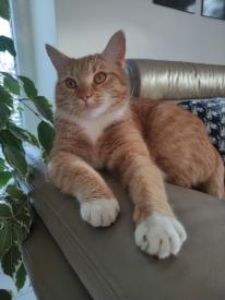 Zdieľaná mačka – jedna mačka, viac majiteľov