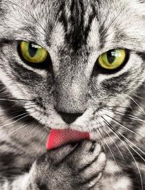 Mačacie okusovanie pazúrikov – kedy je normálne a kedy už ide o problém?