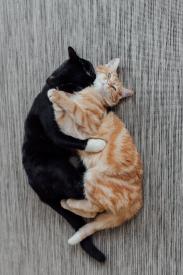 6 osvedčených krokov, ako postupovať pri zoznamovaní mačiek