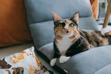 Prečo by kastrovaná mačka mala mať špecializované krmivo?