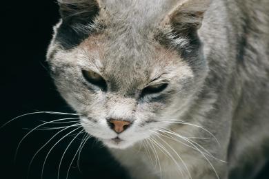 Starostlivosť o starnúcu mačku