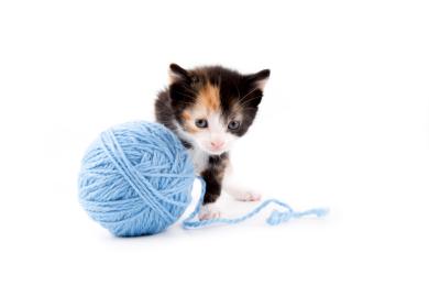 Pozor na šitie. Kocúr prehltol niť aj s ihlou, musel na operáciu