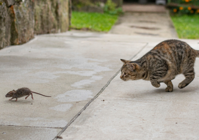 Prečo niektoré mačky nelovia myši? A ako podporiť lovecké pudy?