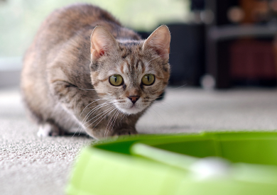 Zmyslové schopnosti mačiek