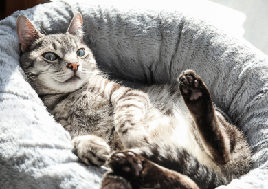 Prečo mačky odovzdajú a ako porozumieť zvukovým prejavom?