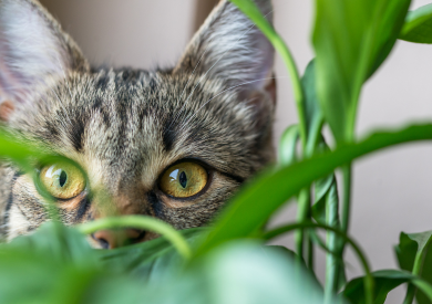 Šanta a jej účinky na mačky