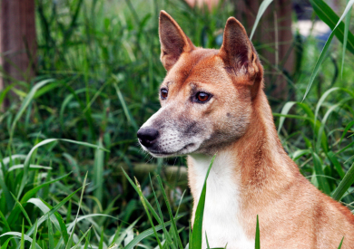 Najvzácnejšie psie plemená na svete