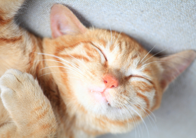 Mačky a mýty o nich