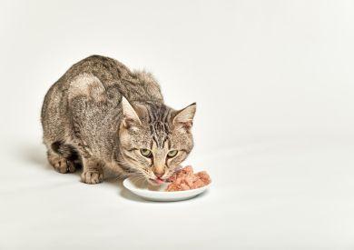 Mačky a mäso: Aké je pre nich výživovo to najlepšie?