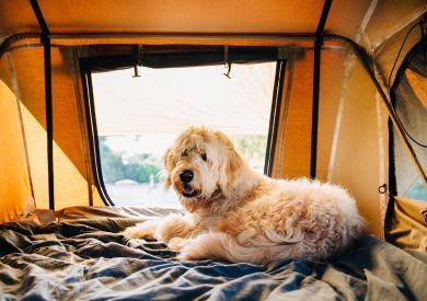 Ako sa pripraviť na dovolenku so psom?