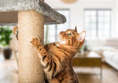 Ako vybrať škrabadlo pre mačku?