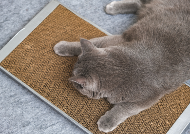 Ako vyrobiť doma škrabadlo pre mačku