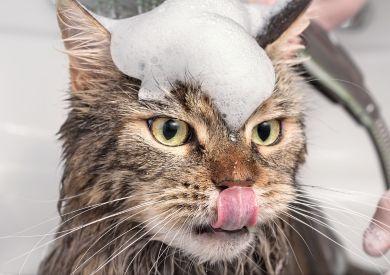 Môžem umyť mačku šampónom pre ľudí?