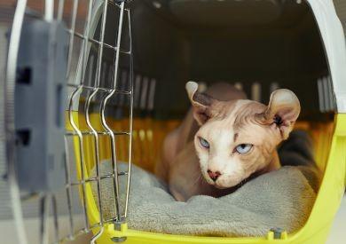 Ako by mala vyzerať správna prepravka pre mačku?