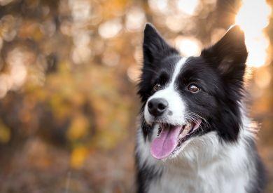 Aké psie plemená sú najmúdrejší na svete?