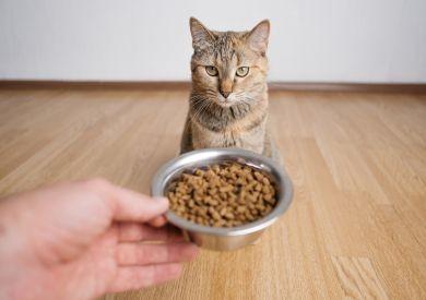 Ako na výpočet kŕmnej dávky pre mačku
