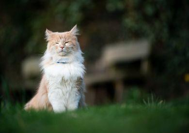 Prečo sa oplatí používať GPS pre mačku?