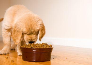 Aké je správne dávkovanie granúl pre psa?