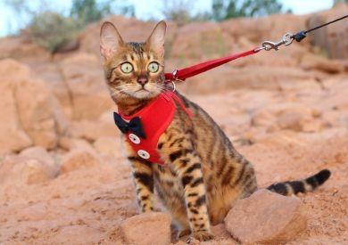 Obleček pre mačku: Pár tipov, ktoré vás inšpirujú