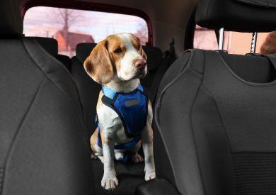 Kedy začať využívať autosedačku pre psa?