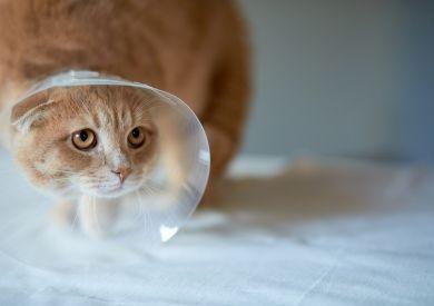 Kastrovať či nekastrovať mačku? Výhody a nevýhody kastrácie