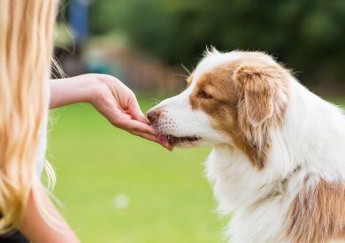 Prečo je dôležité v živote psíka používať maškrty?