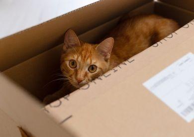 Prečo mačky milujú krabice?