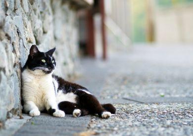 Starostlivosť o vonkajšie mačky v zimnom období