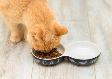 Ako na prechod na novú stravu - Tipy pre bezproblémový prechod z jedného krmiva na druhé