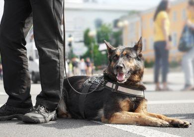 Psy v službách človeka: Od asistenčných psov po psích záchranárov